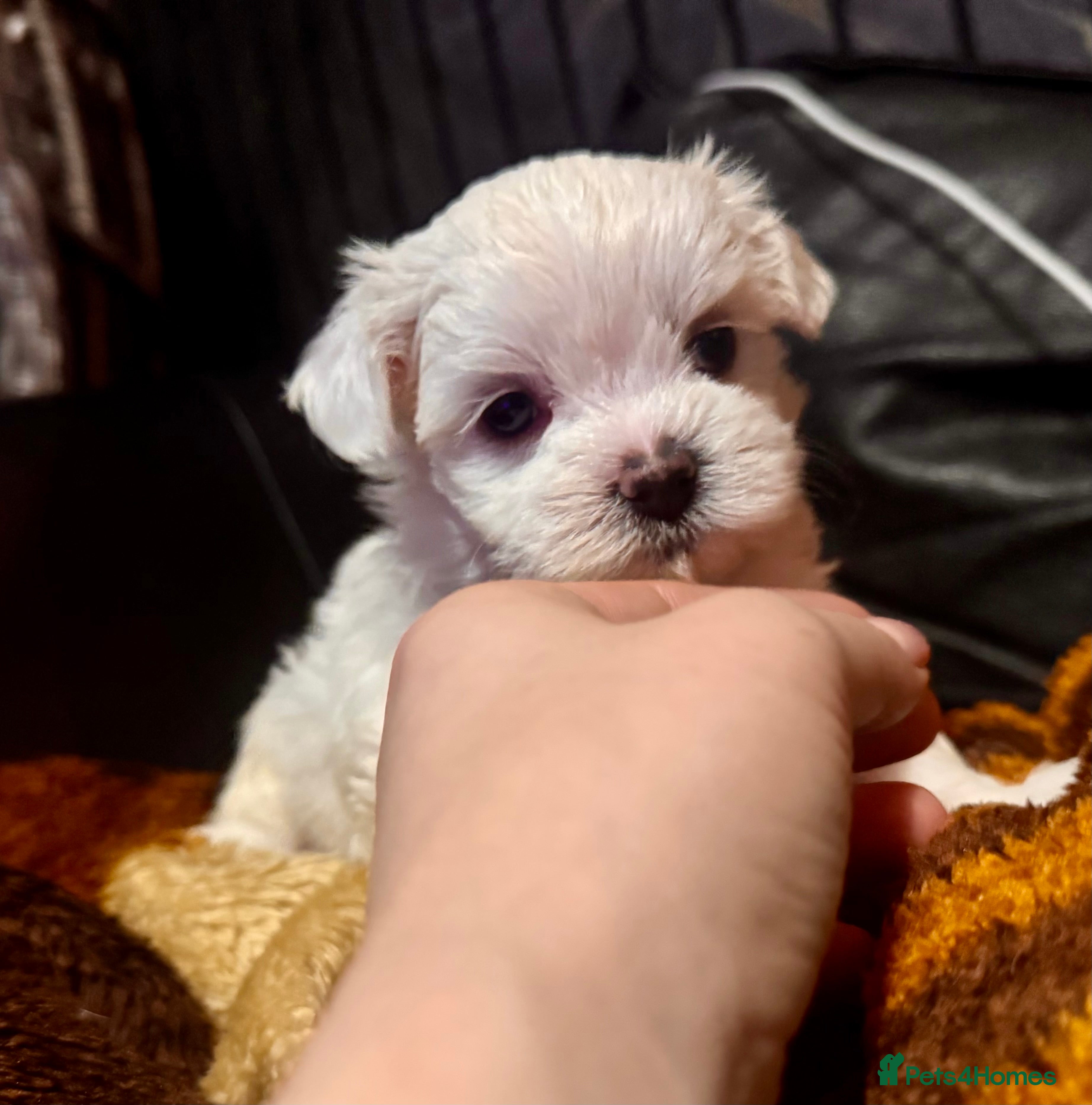 Maltese dogs &gt;&gt;&gt; BEAUTIFULLY  **  PUPPIES POSSIBLE !!!&lt;&lt;&lt; - Advert 4