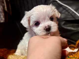 Maltese dogs >>> BEAUTIFULLY ** PUPPIES POSSIBLE !!!<<< - Advert 3