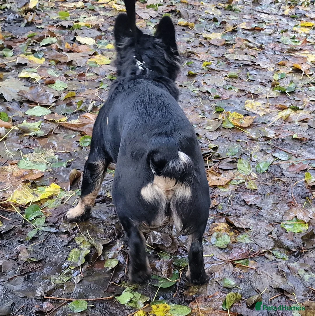 French Bulldog dogs for stud: Visual Fluffy French Bulldog Stud in Blairgowrie - Advert 2