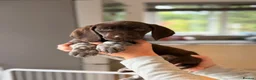 German Shorthaired Pointer dogs for sale: German shorthaired pointers  - Advert 2