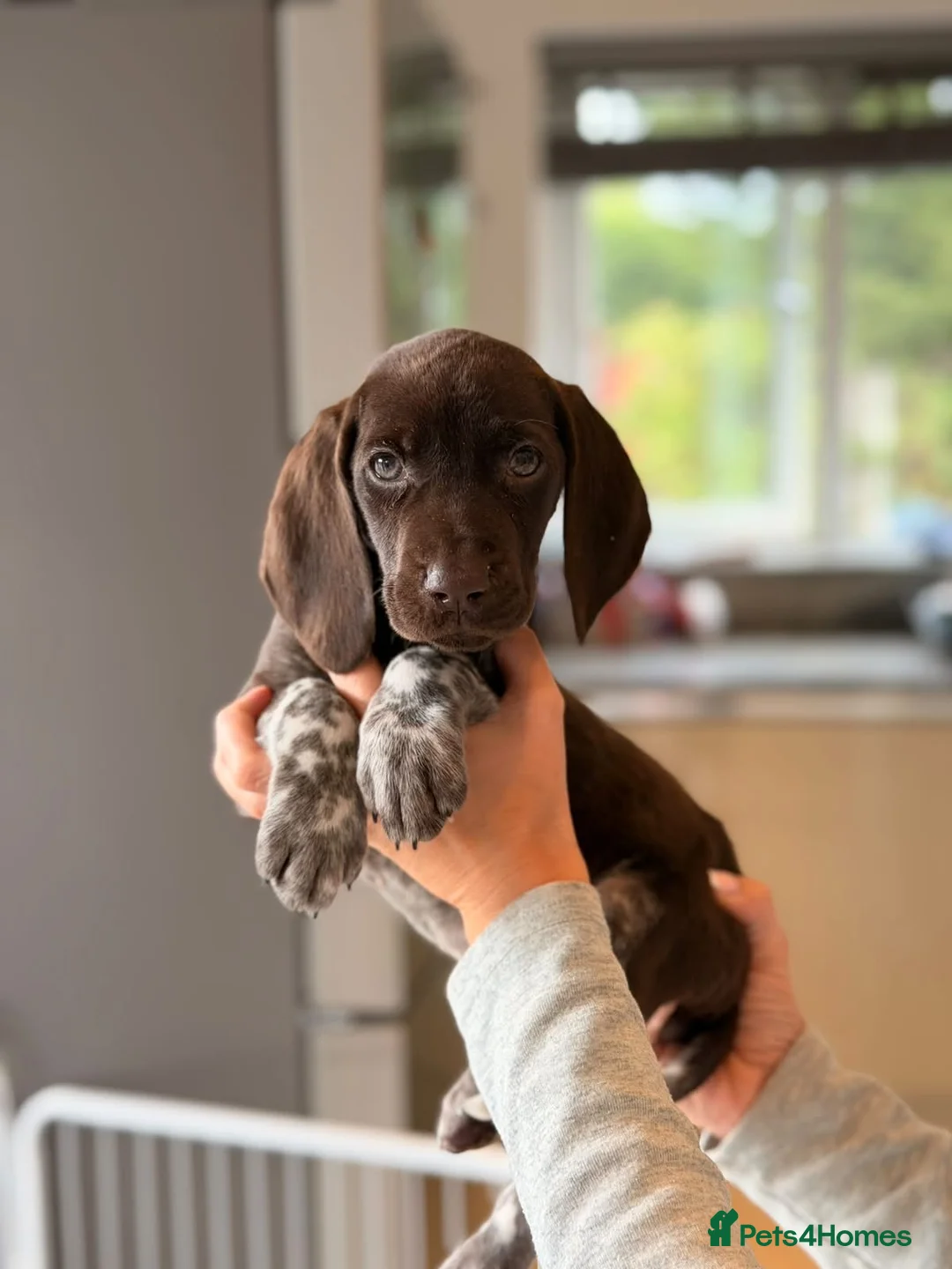 German Shorthaired Pointer dogs for sale: German shorthaired pointers  - Advert 2