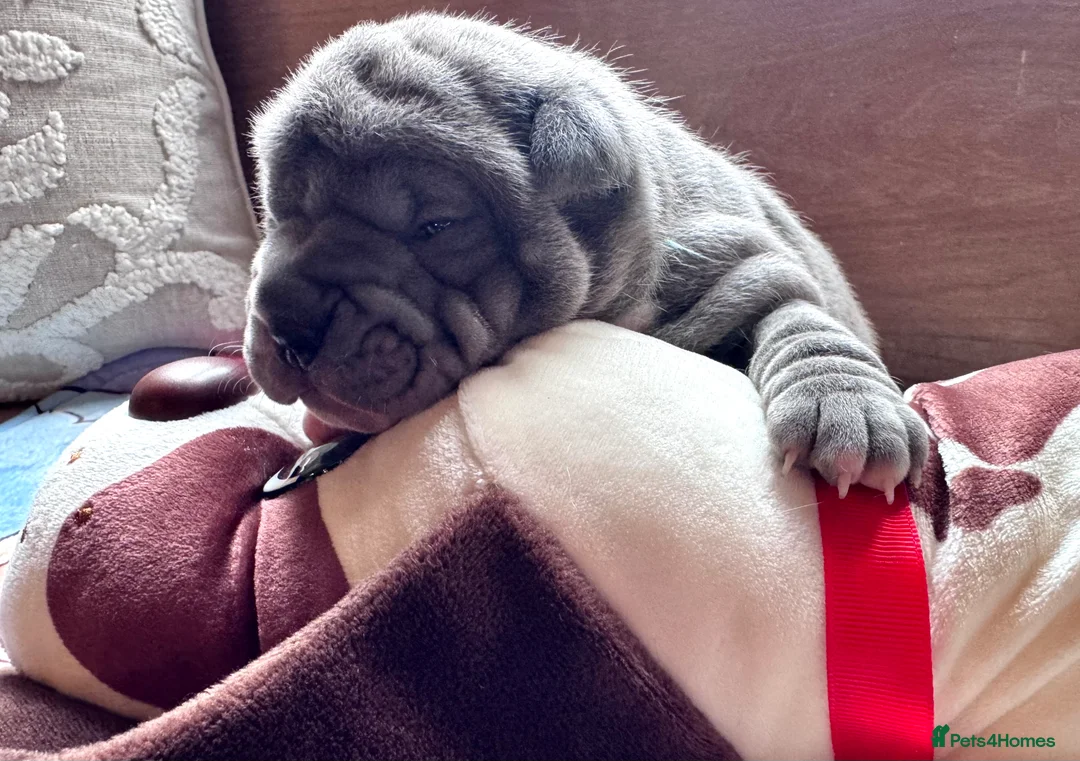 Shar Pei dogs for sale: Stunning Bullpei Puppies (Sharpei/English Bulldog) - Advert 33