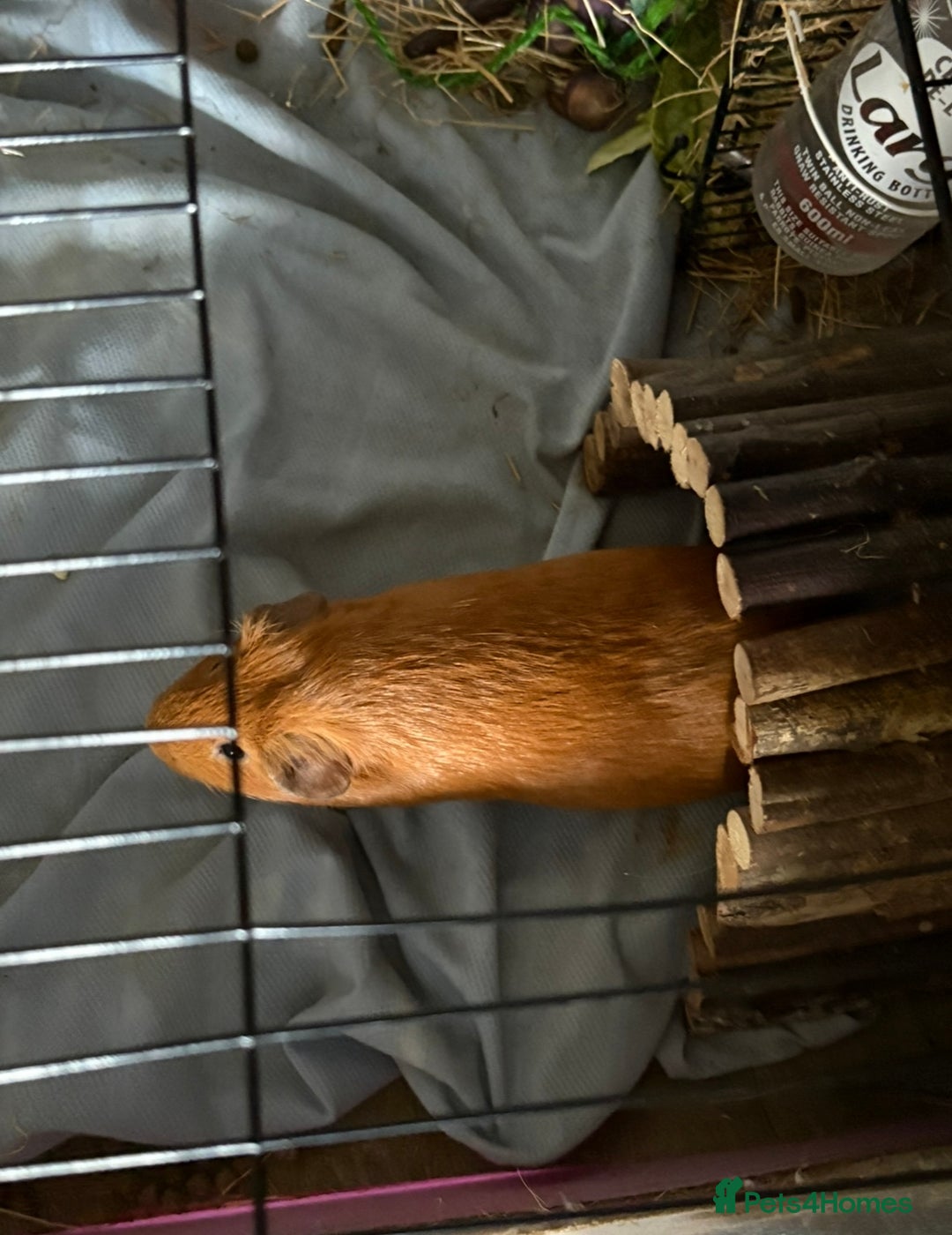 Guinea Pig rodents for sale: Male guinea pig with cnc grid cage  - Advert 3
