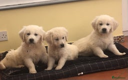 Golden Retriever dogs for sale: Home bred Chunky cream Goldie pups - Image 13