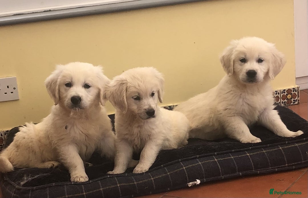 Golden Retriever dogs for sale: Home bred Chunky cream Goldie pups - Image 13