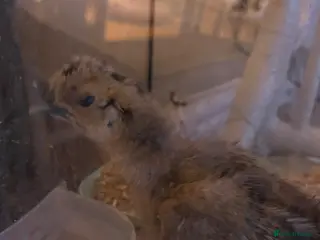 Chickens poultry Two silkie chicks - Advert 2