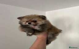 Pomeranian dogs for sale: Pomeranian - Image 6