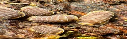 Isopods invertebrates for sale: Isopods for sale in the UK - Advert 2