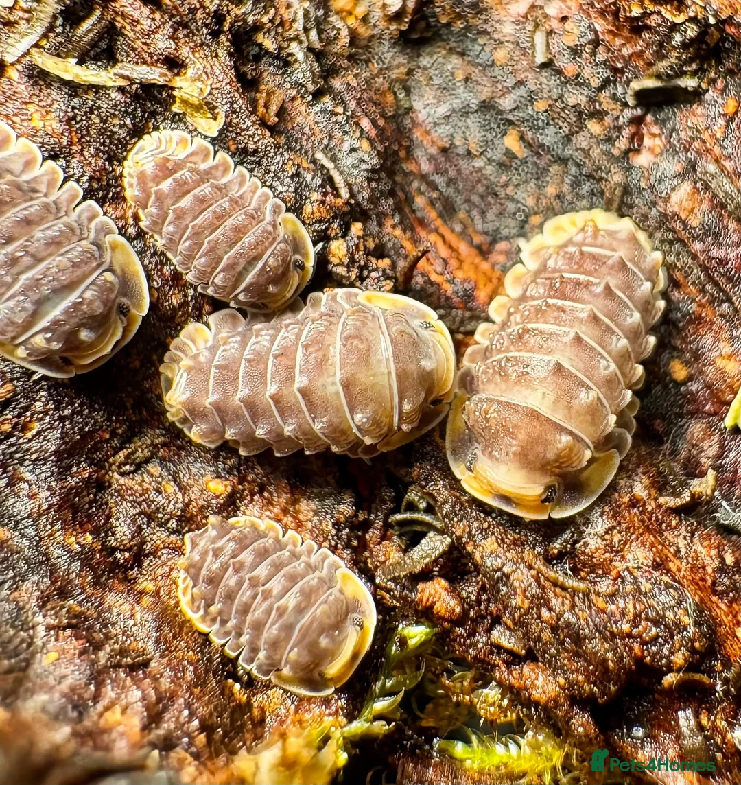Isopods invertebrates for sale: Isopods for sale in the UK - Advert 2