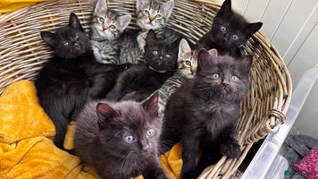 Mixed Breed cats Beautiful kittens 🐈⬛ - Advert 11