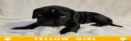 Cane Corso dogs for sale: ⭐️Cane Corso Pups⭐️Pure Championship Genes🏆 - Advert 19