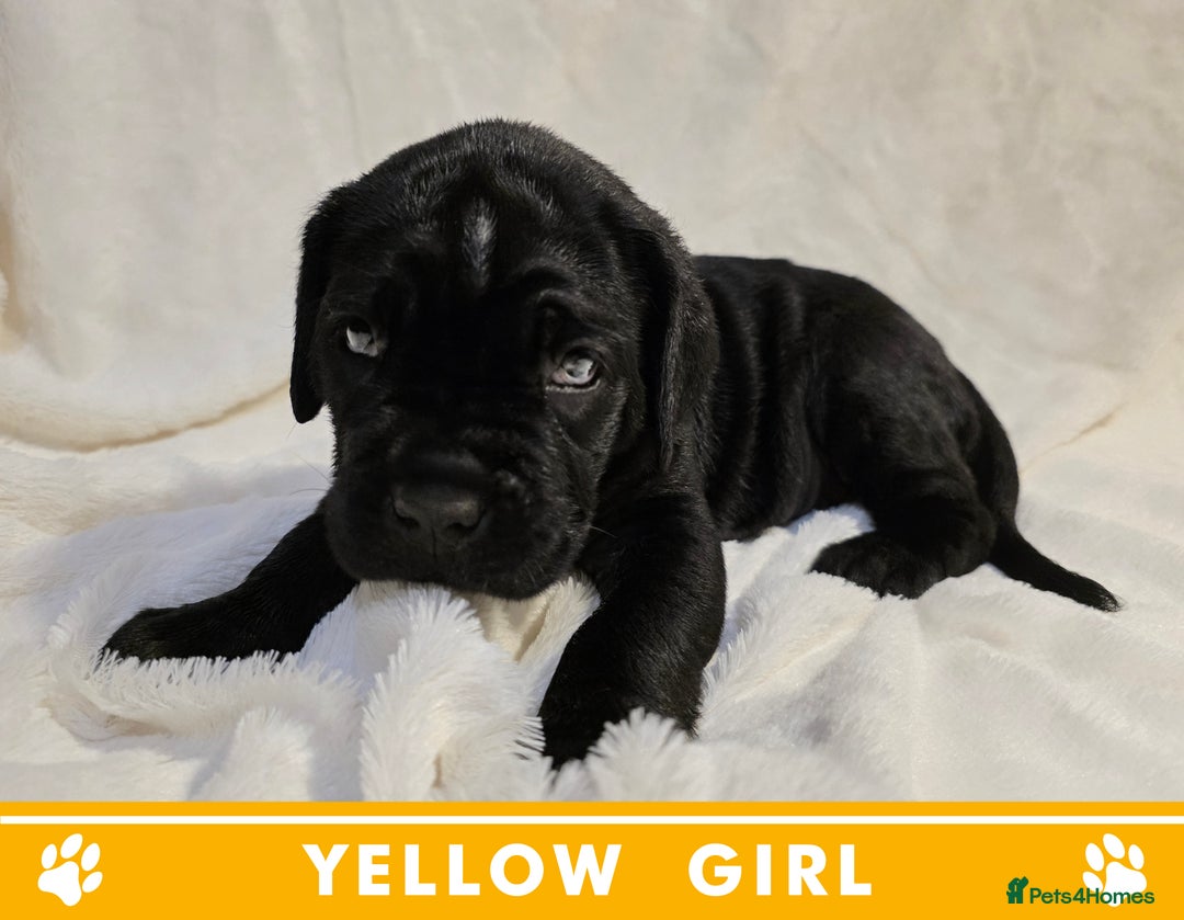 Cane Corso dogs for sale: ⭐️Cane Corso Pups⭐️Pure Championship Genes🏆 - Advert 19