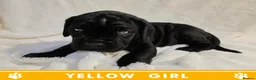 Cane Corso dogs for sale: ⭐️Cane Corso Pups⭐️Pure Championship Genes🏆 - Advert 19