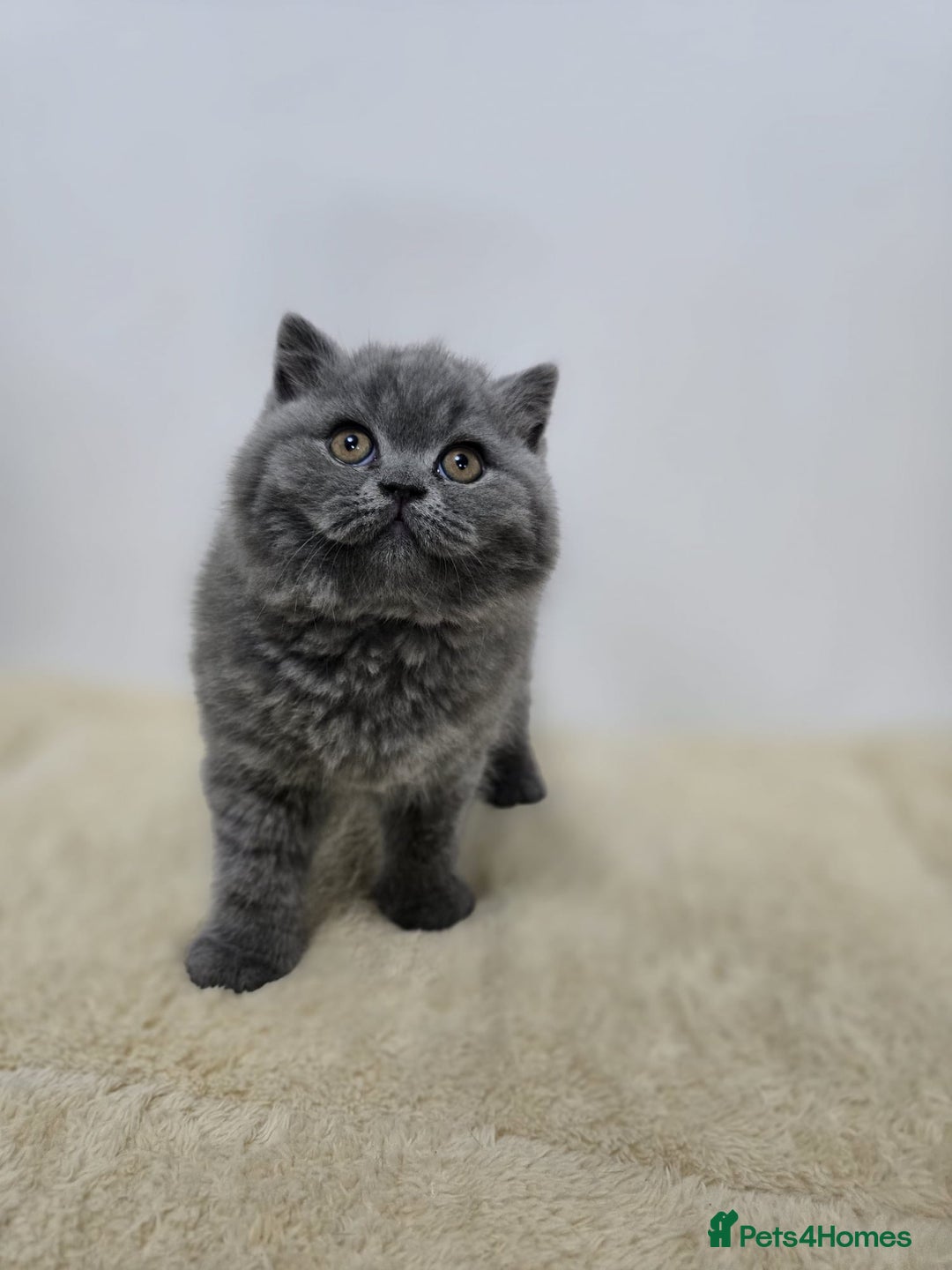 British Shorthair cats for sale: Gorgeous British Shorthair & Longhair Kittens - Advert 12