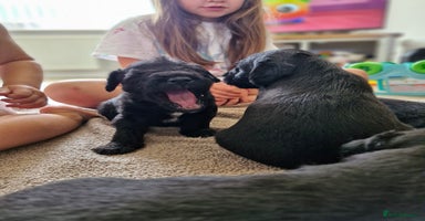 Mixed Breed dogs - Advert 5