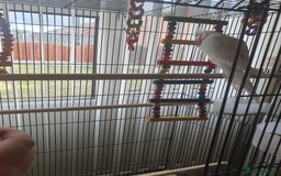 Cockatiels birds for sale: Male cockateil  - Image 2