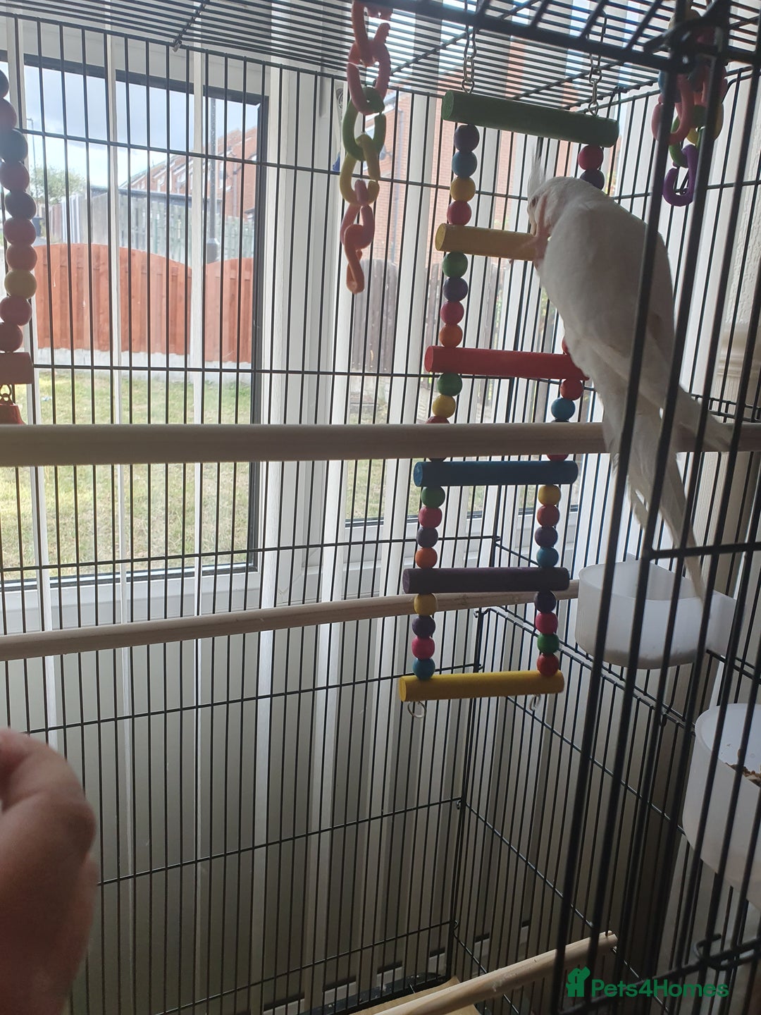 Cockatiels birds for sale: Male cockateil  - Image 2