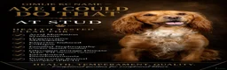 Cocker Spaniel dogs for stud: HEALTH TESTED PROVEN KC WORKING COCKER - Advert 9