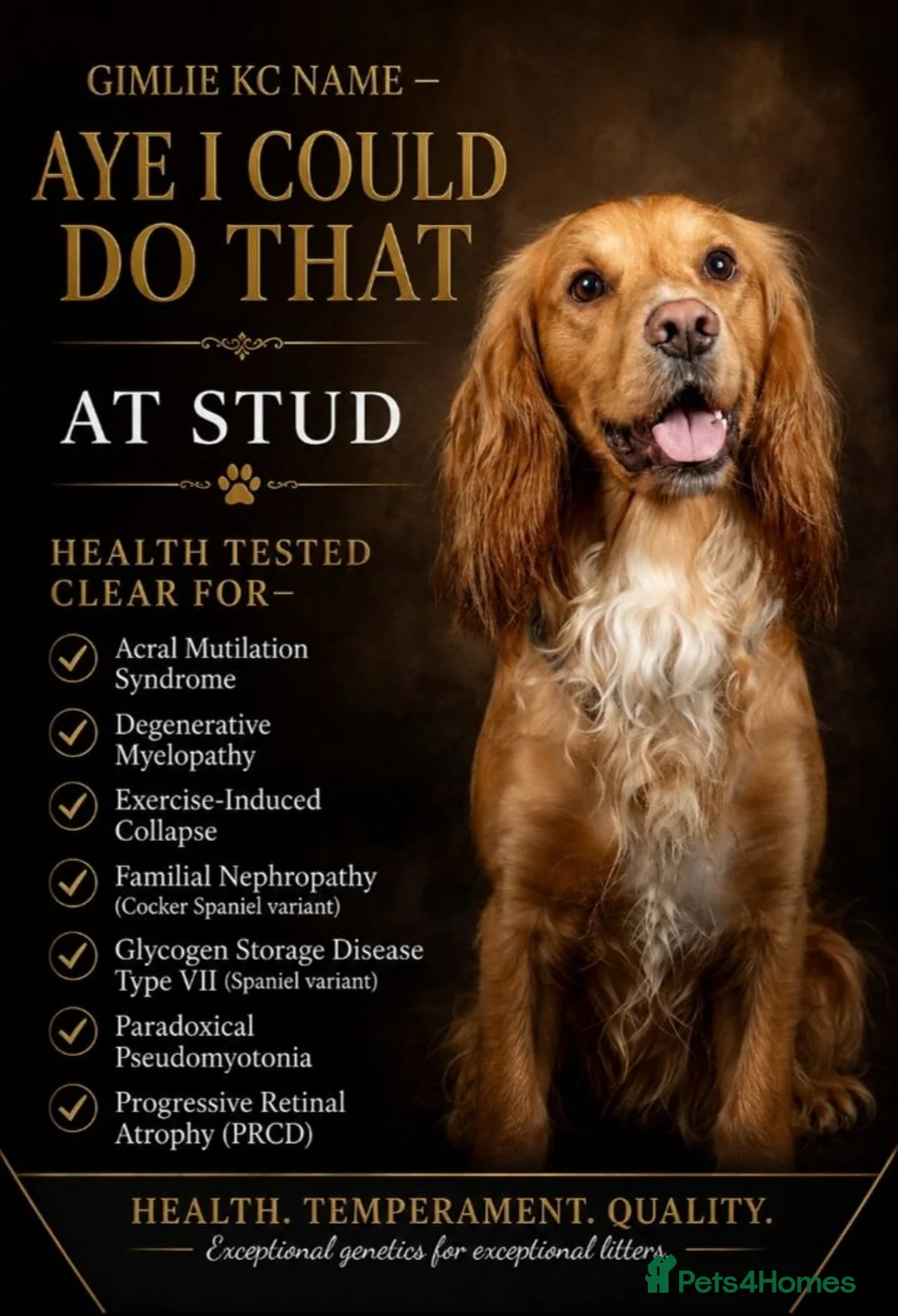 Cocker Spaniel dogs for stud: HEALTH TESTED PROVEN KC WORKING COCKER - Advert 9