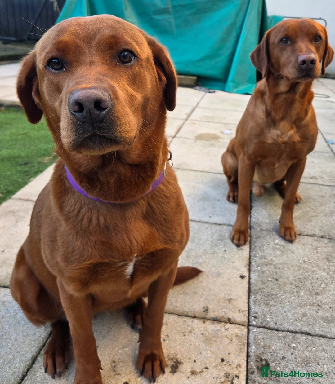 Labrador Retriever dogs for sale: Dark Fox Red Labrador Puppies - Advert 2