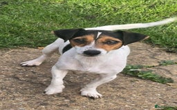 Jack Russell dogs for sale: Jack russel puppies - Image 3