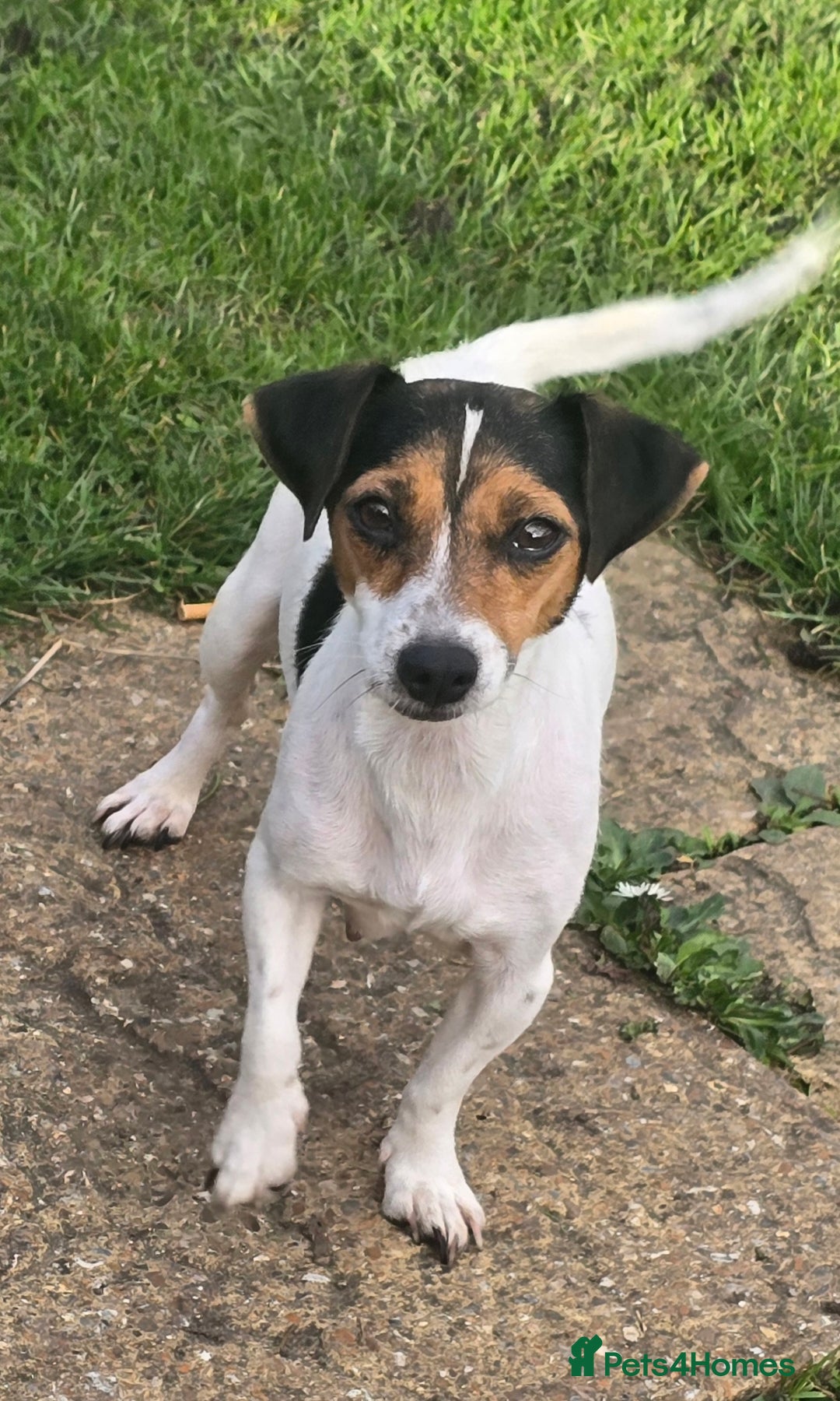 Jack Russell dogs for sale: Jack russel puppies - Image 3
