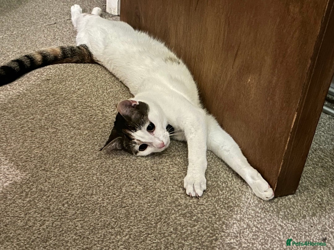 Domestic Shorthair cats for sale: Calico cat- pochita  - Image 9