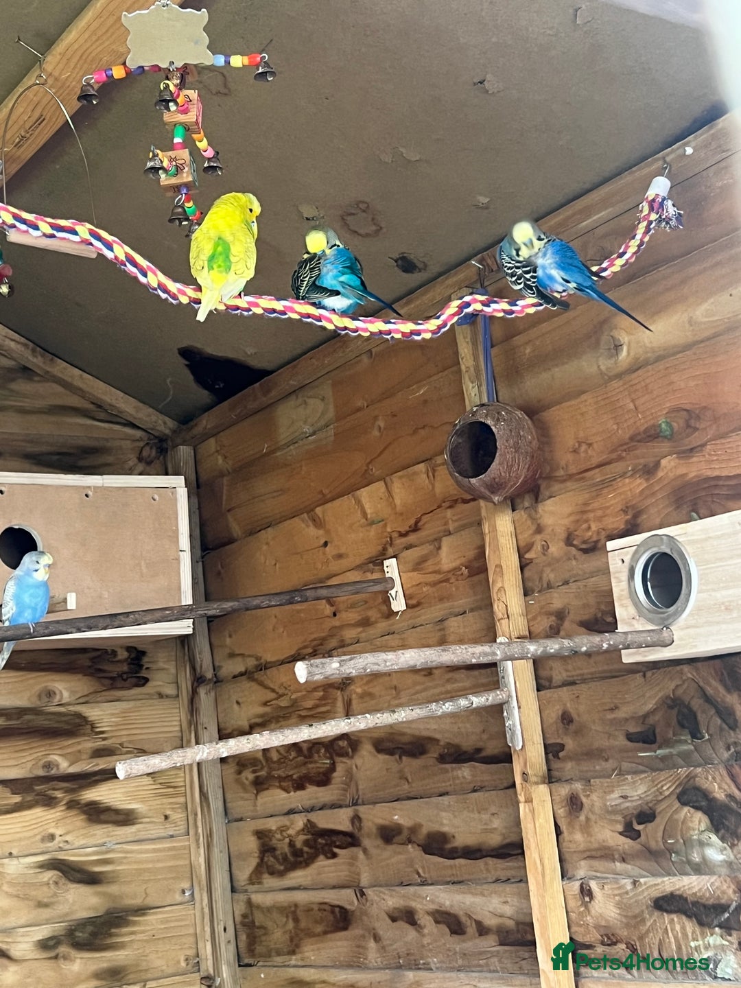Budgerigars birds for sale: Mixed budgies  - Image 1