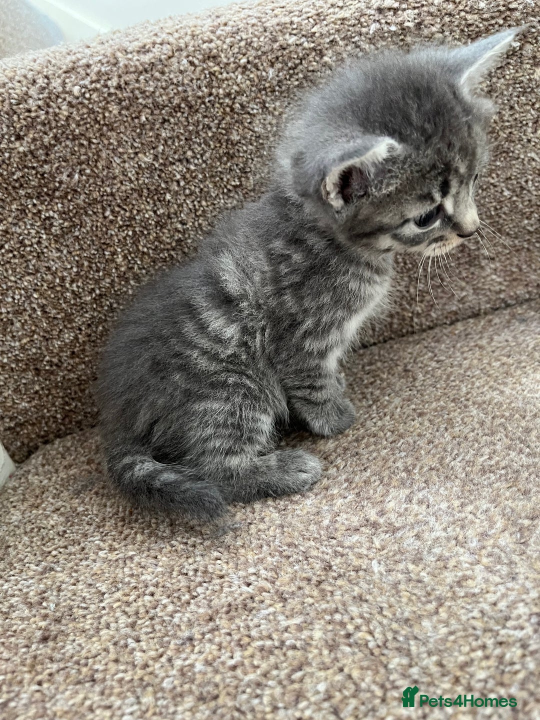 British Shorthair cats for sale: Grey & Black kittens for sale  - Image 7
