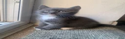 British Shorthair cats for sale: BSH colourpoint ready now  - Advert 11