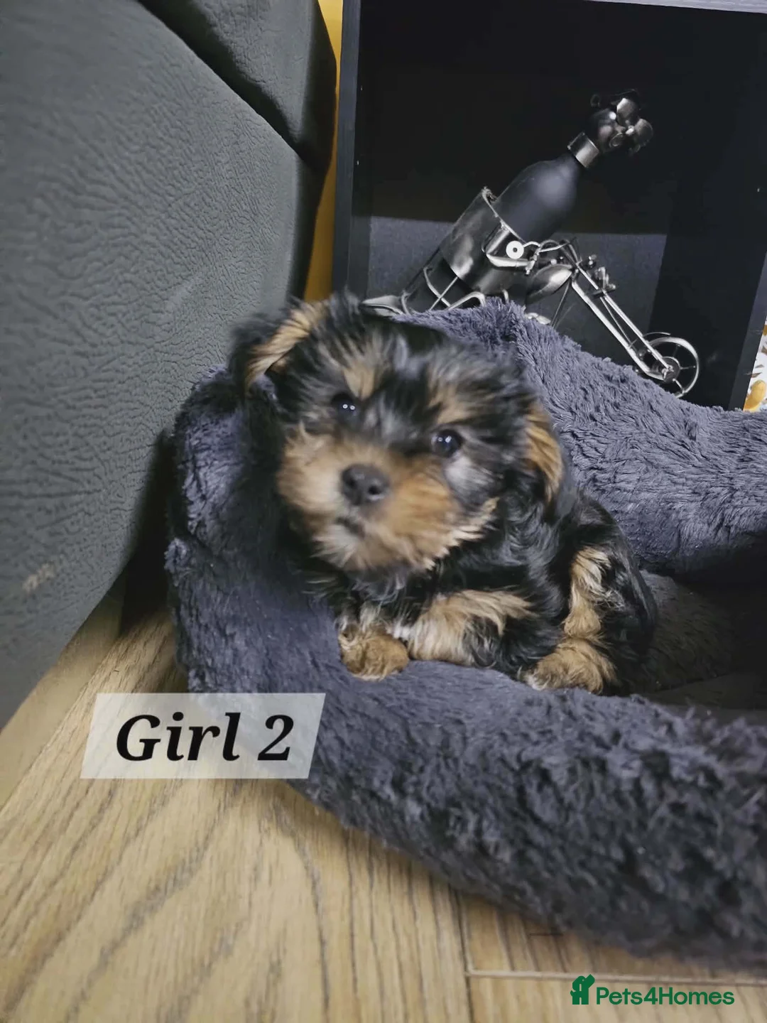 Yorkshire Terrier dogs for sale: Yorkshire Terrier Puppy - Advert 8