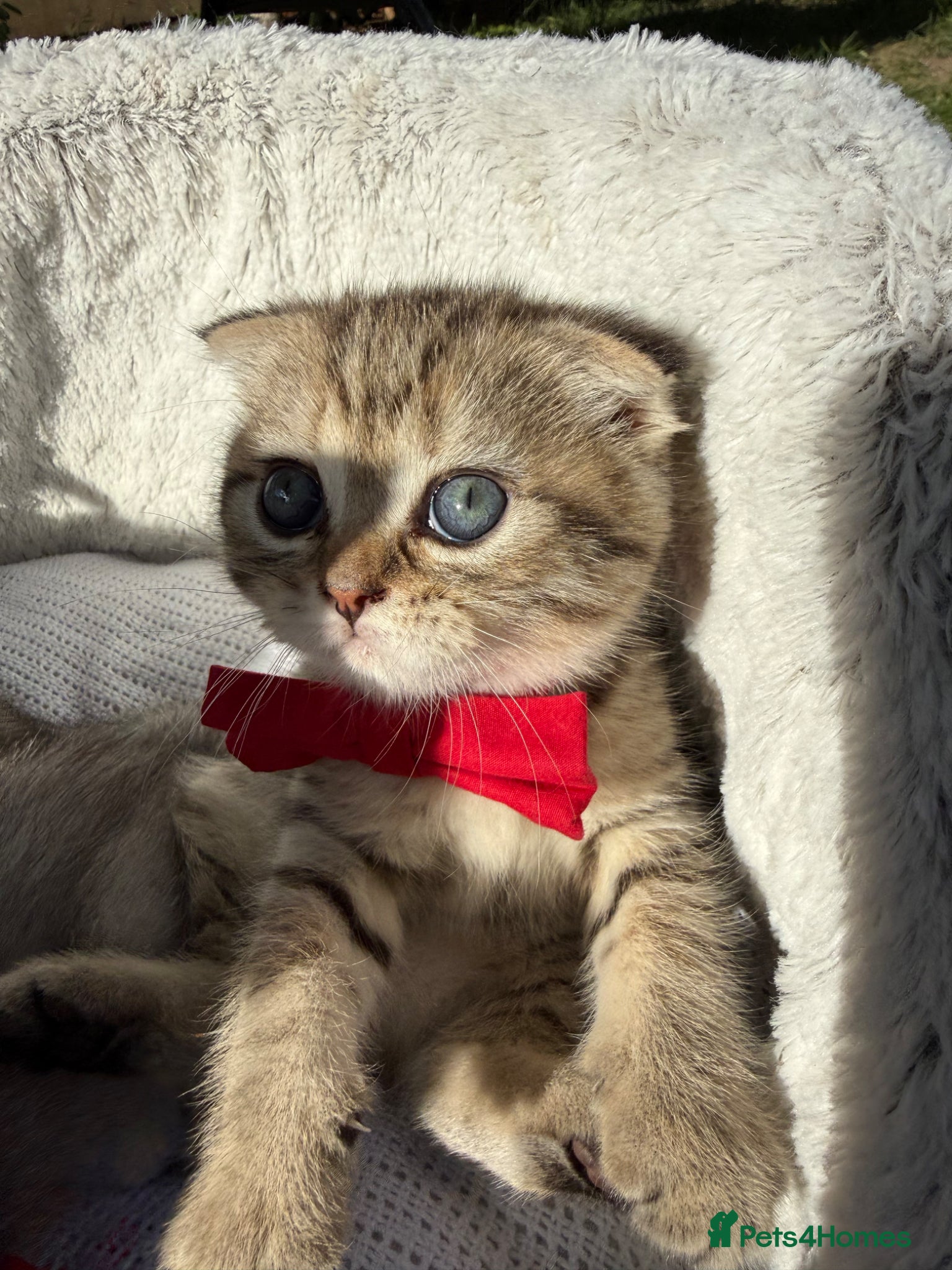 Scottish Fold cats Scottish Fold - Advert 6