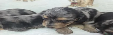 Miniature Dachshund 3