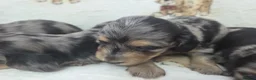 Miniature Dachshund dogs for sale: Stunning Litter of Silver Dapple Dachshund Pups  - Advert 8