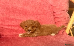 Poochon dogs for sale: Beautiful F1 Poochon puppies  - Image 5