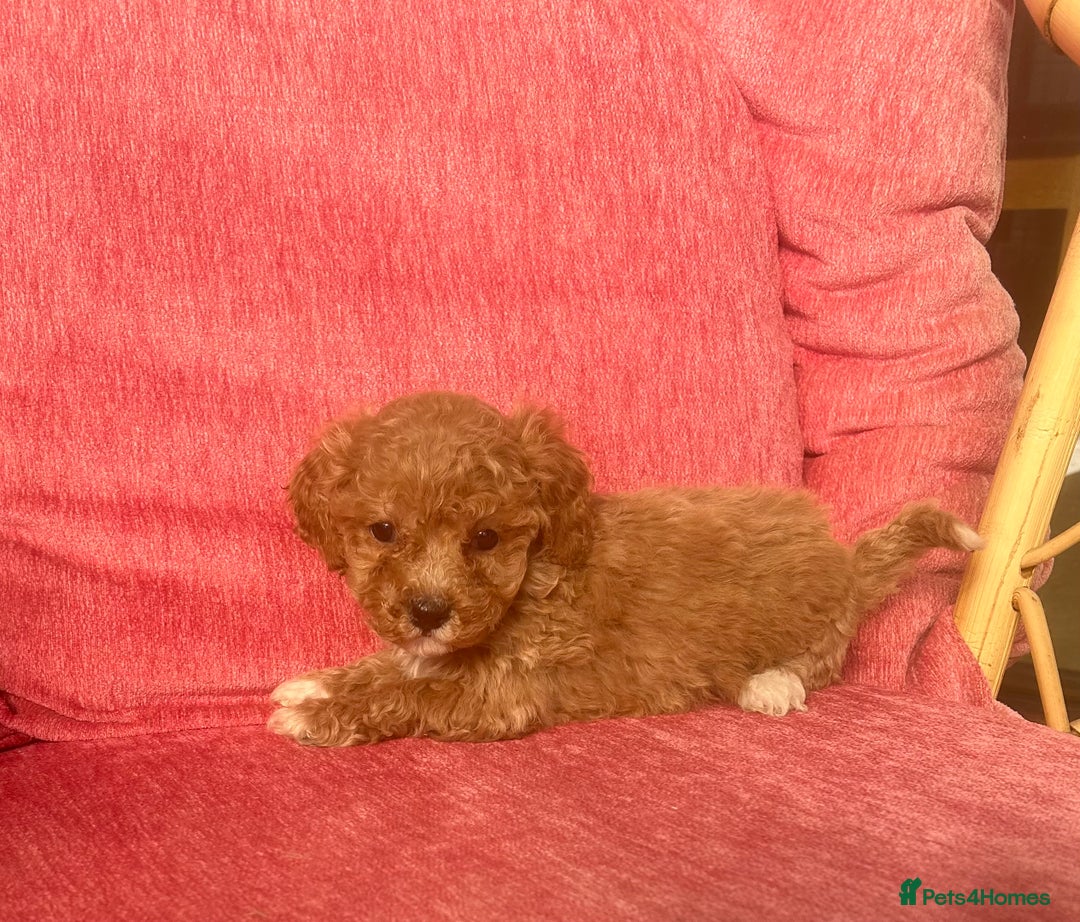 Poochon dogs for sale: Beautiful F1 Poochon puppies  - Image 5