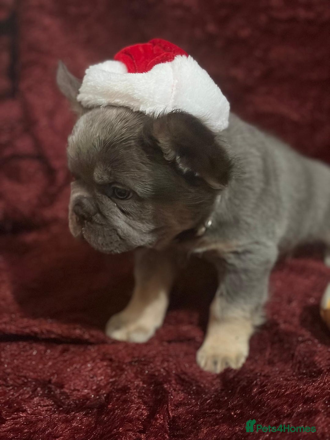 French Bulldog dogs for sale: Fluffy French bulldog puppies- strong bloodline. - Advert 9