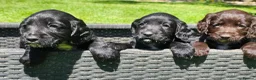 Cocker Spaniel dogs for sale: Cocker Spaniel Puppies in Petworth - Advert 12