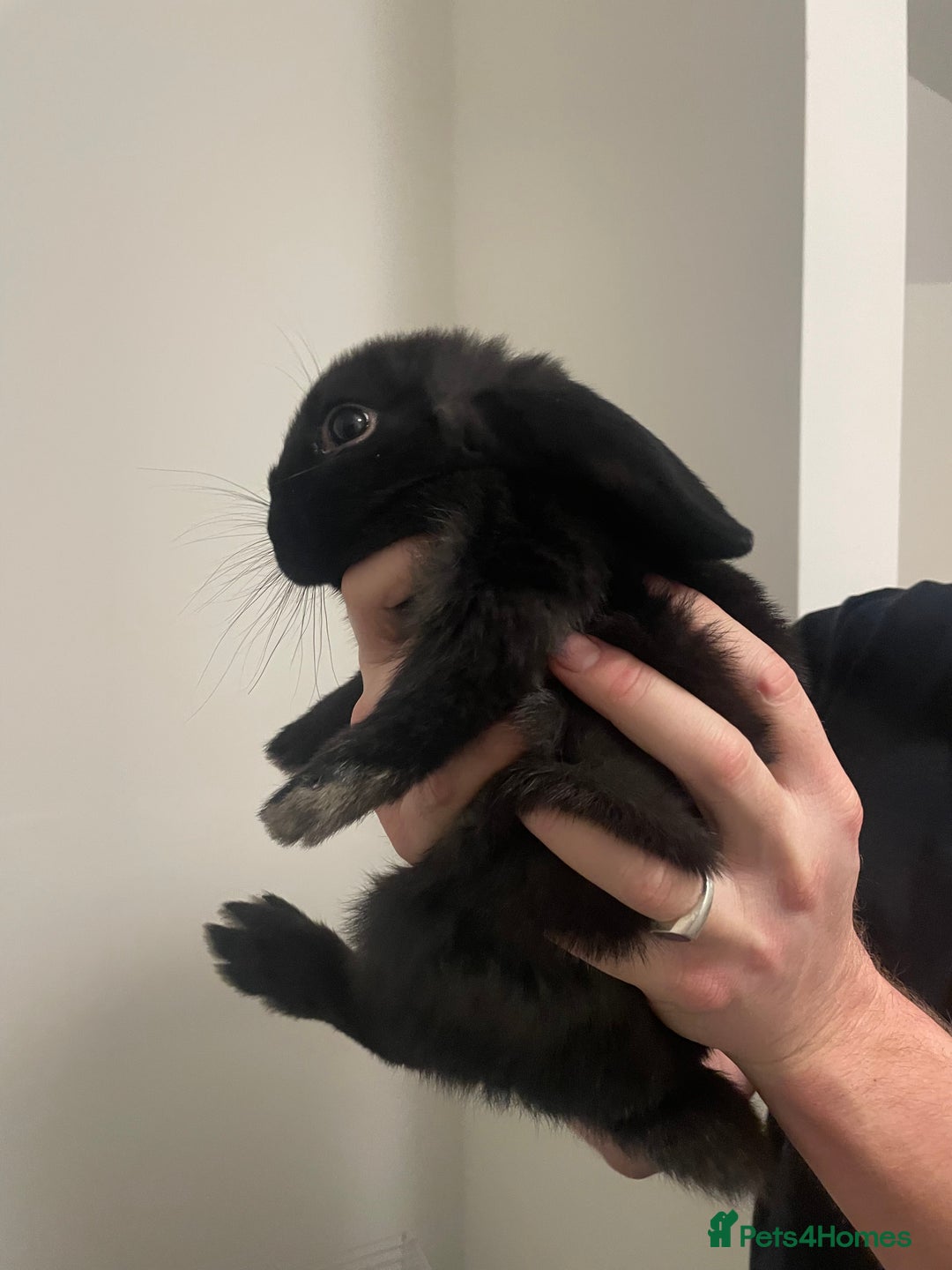 Dwarf Lop rabbits for sale: 2 x Male Dwarf Lop for sale - 12 weeks old  - Advert 6