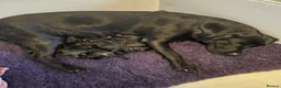 Labradoodle dogs for sale: Miniature labradoodle  - Advert 8