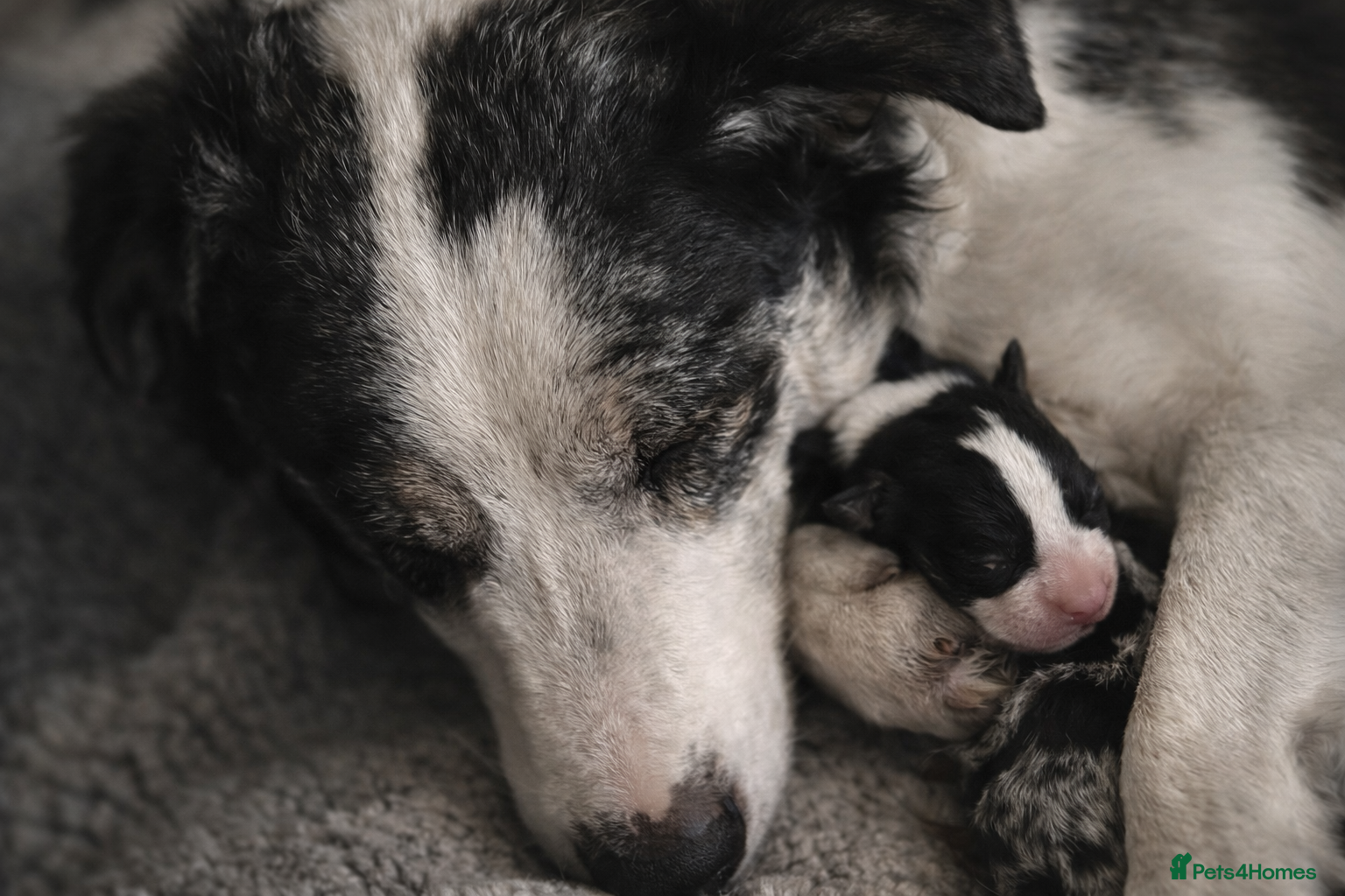 Border Collie dogs 🐾 Adorable Home-Reared Border Collie Puppies 🐾 - Advert 2