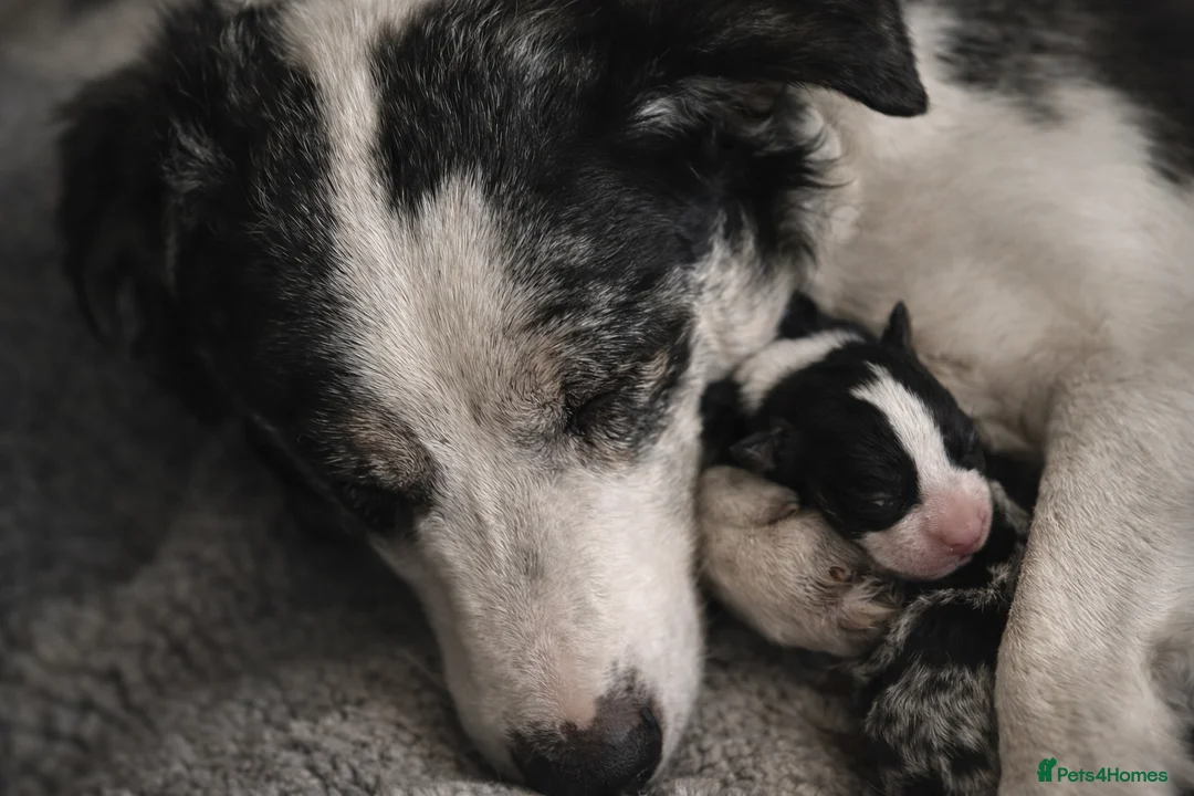 Border Collie dogs for sale: 🐾 Adorable Home-Reared Border Collie Puppies 🐾 in Wirral - Advert 2