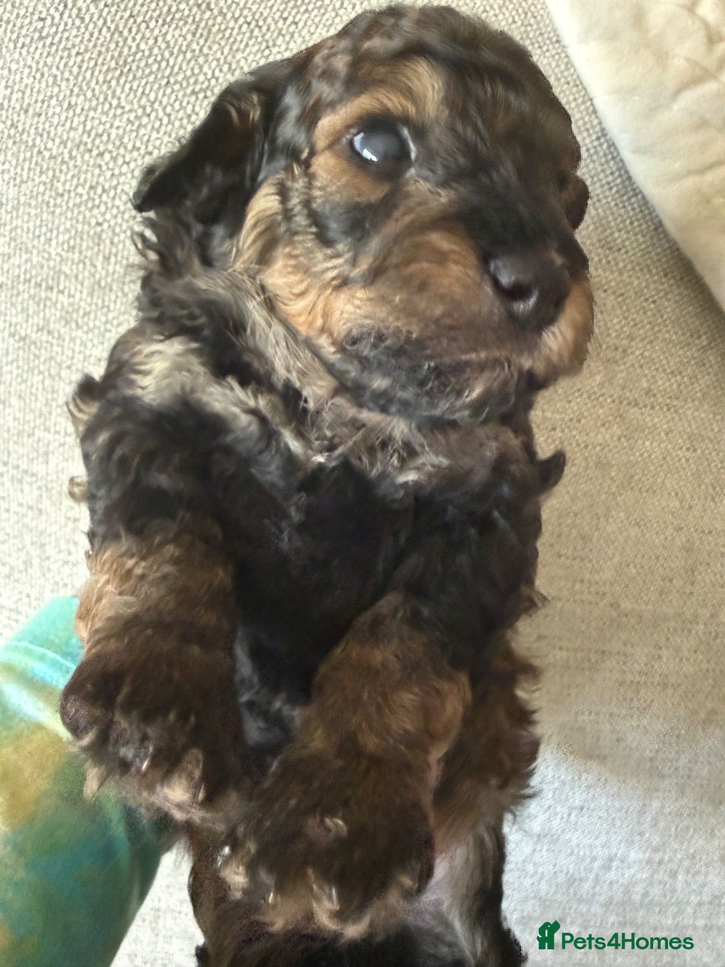 Maltipoo dogs Stunning health tested Toy Maltipoo  - Advert 1