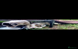 Border Collie dogs for sale: Border collie pups - Image 4
