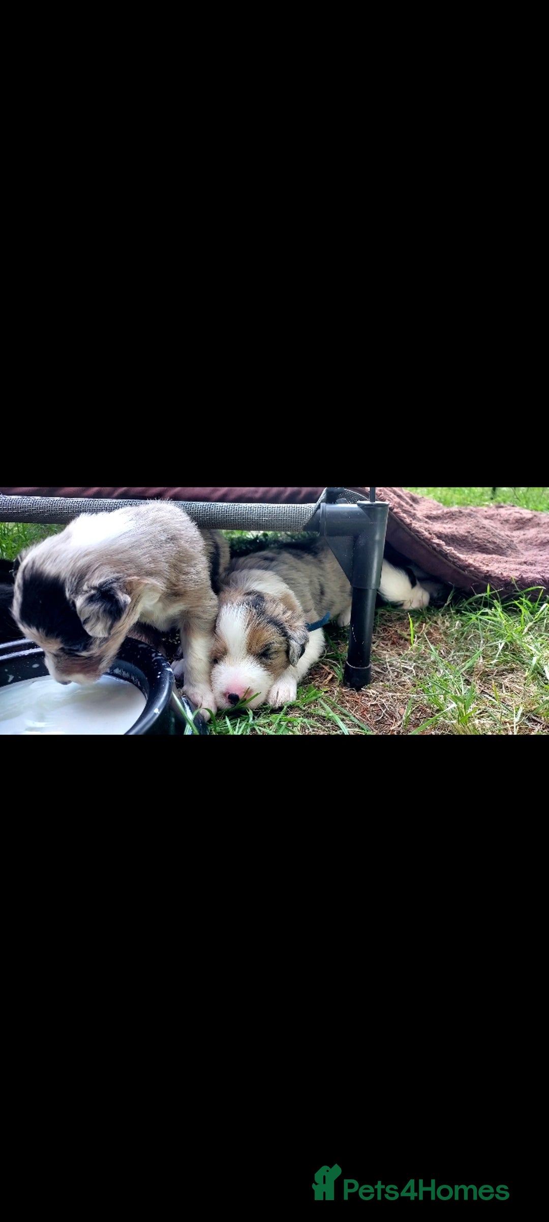 Border Collie dogs for sale: Border collie pups - Image 4