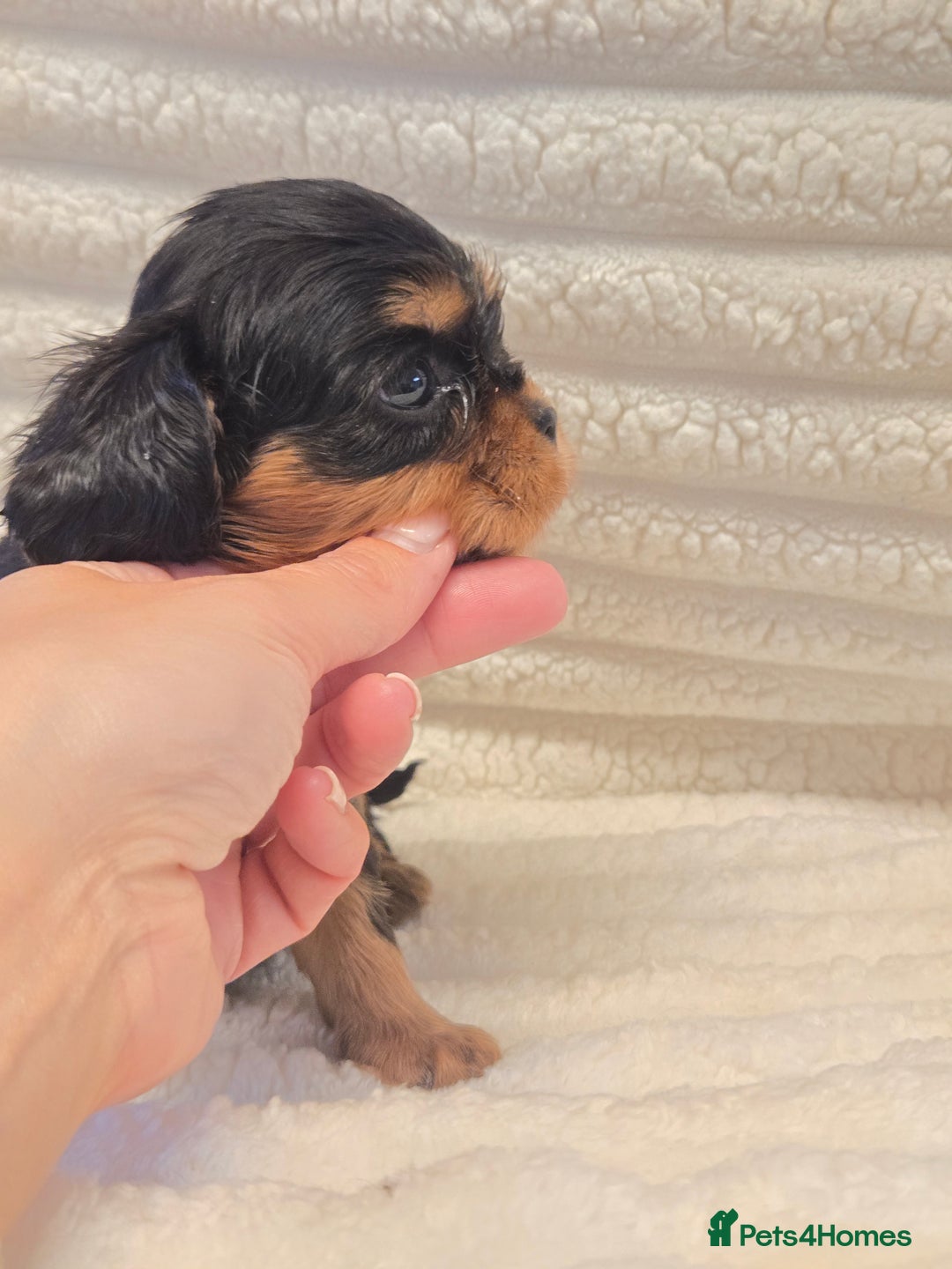 Cavalier King Charles Spaniel dogs for sale: KC Reg fully health tested parents cavvie pups  - Advert 4