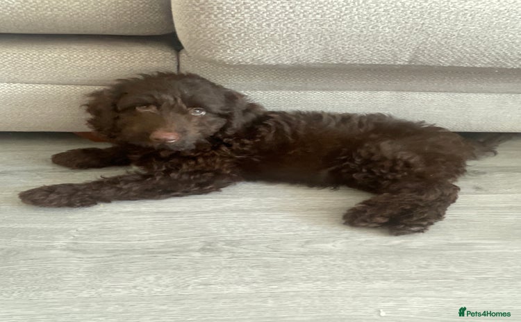 Cockapoo dogs - Advert 10