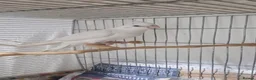 Cockatiels birds for sale: Hand reared Albino cockatiels - Advert 2