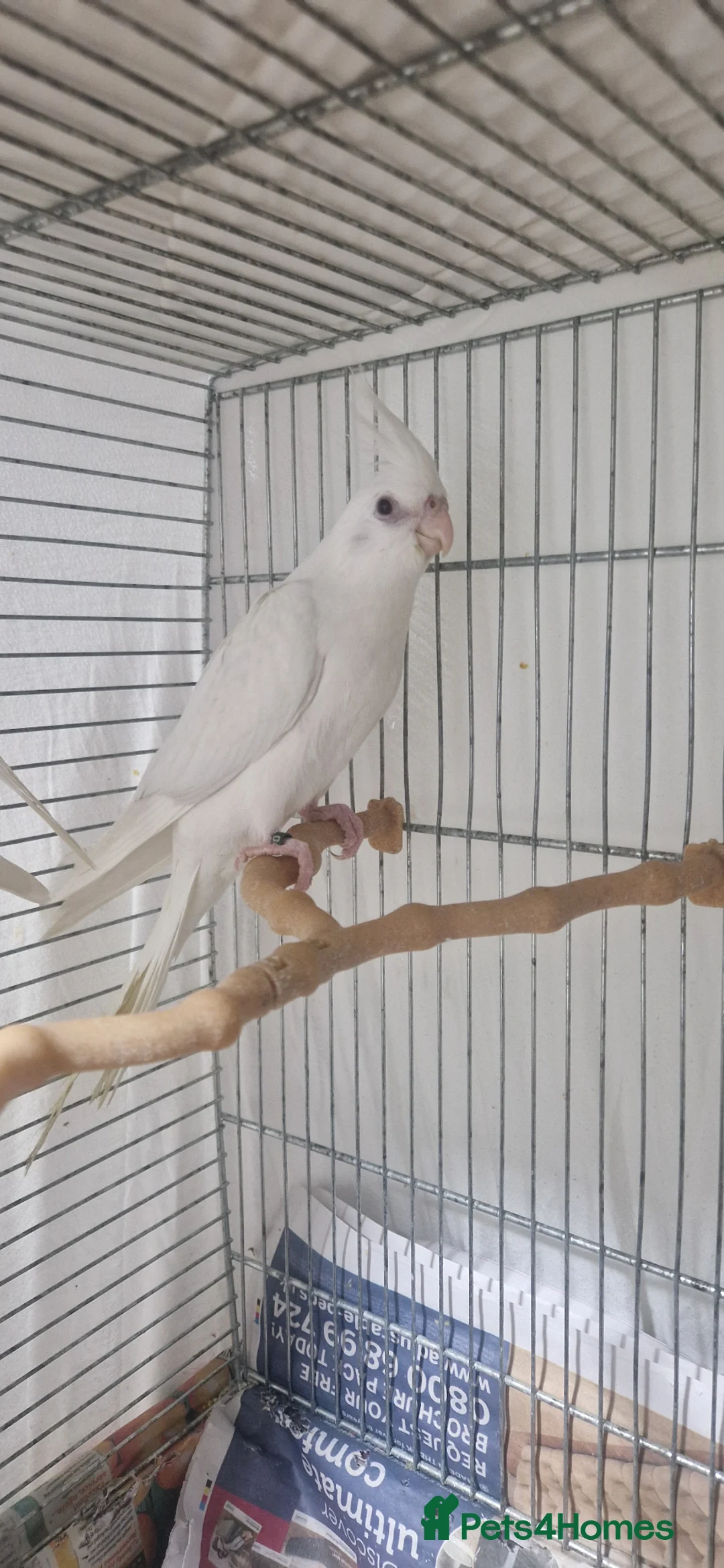 Cockatiels birds for sale: Hand reared Albino cockatiels - Advert 2