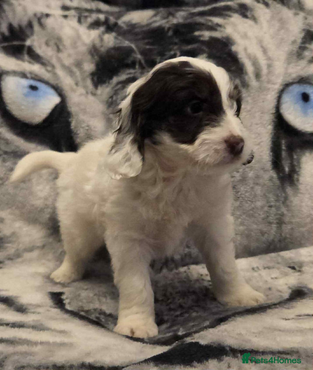 Cockapoo dogs for sale: F1 Merle cockerpoo  - Advert 12